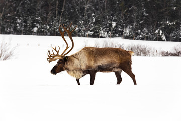 Caribou in a winter scene