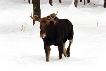 A lone male moose in winter