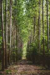 Obraz premium path in forest