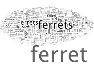 Article On Ferrets