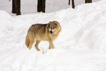An Arctic Wolf in winter
