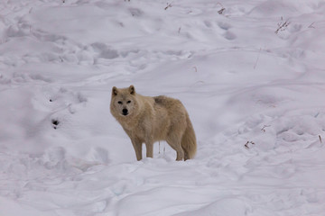 An Arctic Wolf in winter