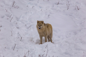 An Arctic Wolf in winter