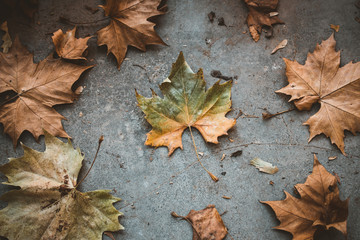 autumn leaves on wooden background