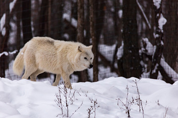 An Arctic Wolf in winter