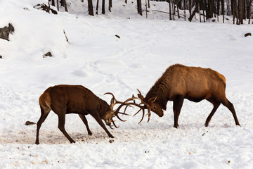 An elk in a winter scene
