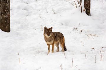 Coyote(s) in a winter scene