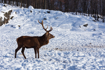 An elk in a winter scene