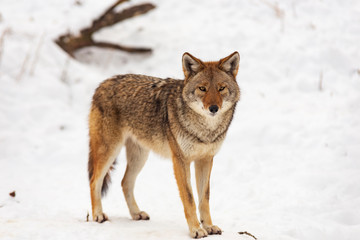Fototapeta premium Coyote(s) in a winter scene
