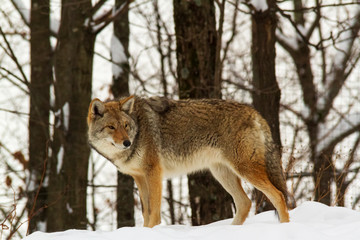 Coyote(s) in a winter scene