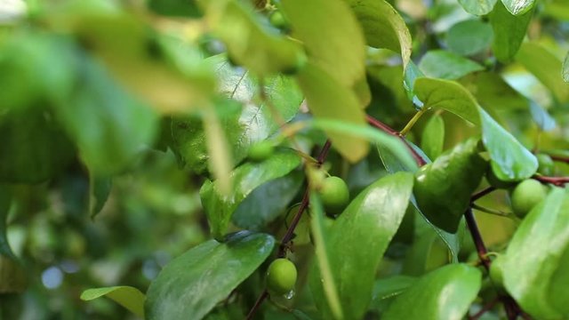 Jujube fruits or monkey apple ( Ziziphus mauritiana ) Fresh from the trees Organic fruits in the farmer's plot garden .