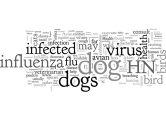 Are Dogs Safe From the Bird Flu