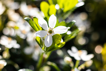 white choisya flowers blossom on the  tree in garden house