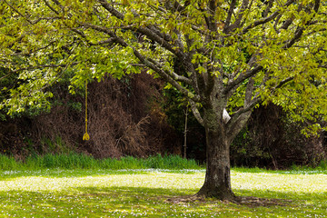 peaceful atmosphere under tree field in the nature 