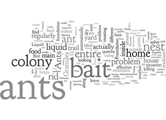 Ants How to get rid of Ant problems