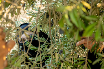 Muslim woman harvesting olives from olive tree
