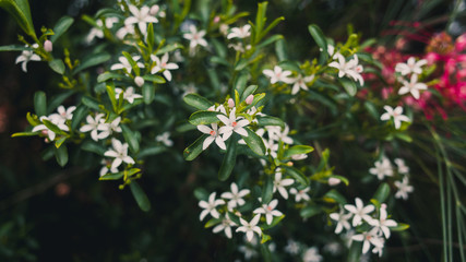 flowers in the garden