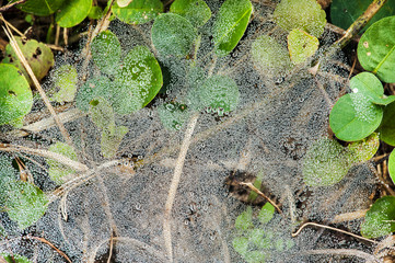 Spider on cobweb, Thailand.