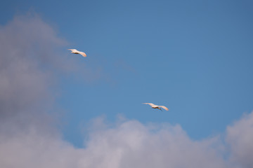 Niigata,Japan-October 20, 2019: Nipponia nippon or Japanese Crested Ibis or Toki, once extinct animal from Japan, flying on blue sky in Sado island