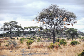Bird nests in Serengeti, Tanzania.
