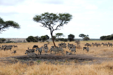 Fototapeta na wymiar Wild animals in Serengeti, Tanzania.