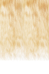 Long damaged straight blond hair isolated on white background