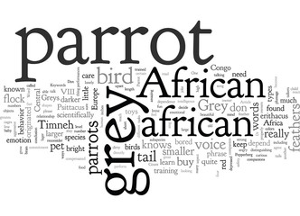 African Grey Parrot One of the greates species of parrots