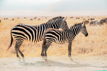 Fototapeta na wymiar Close-up young zebra and mother in Serengeti park, Tanzania. 