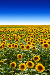 Sunflower field background