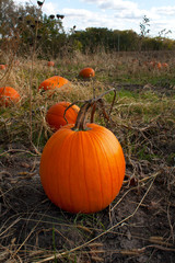 Isolated pumpkin orange on an open field 