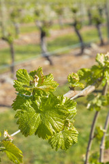 detail of young vine leaves and shoots growing in organic vineyard
