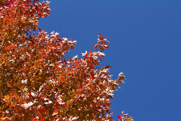 Upward view red leaf texture of maple tree tops in autumn with blue sky background and copy space