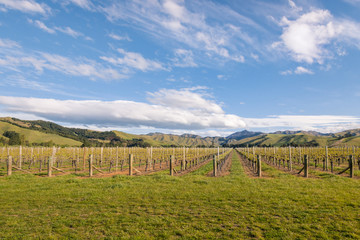 Fototapeta na wymiar New Zealand vineyard landscape in early spring with blue sky and copy space