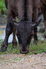 Fototapeta premium Bison Calf drinking