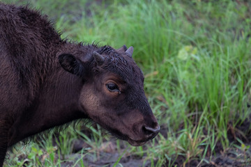 Fototapeta premium Bison calf