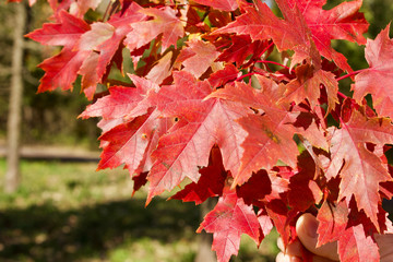 Close up view of bright red autumn color maple leaves on a tree branch on a sunny day