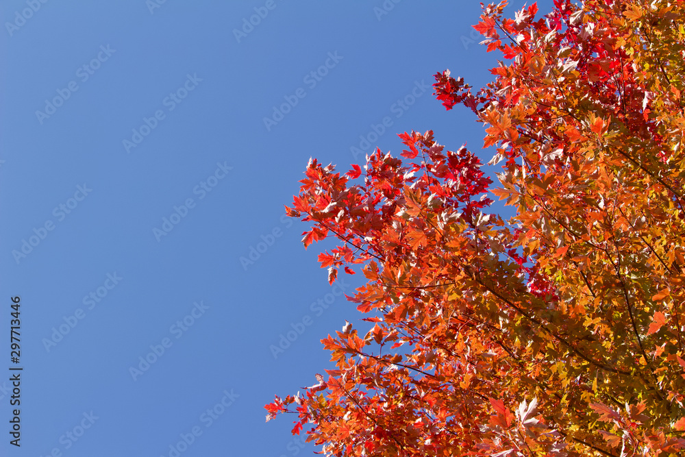 Wall mural upward view red leaf texture of maple tree tops in autumn with blue sky background and copy space