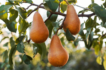 Beautiful fresh ripe pears hang on a branch in the orchard for food or juice. Eco, farm products. Autumn harvest at sunset.