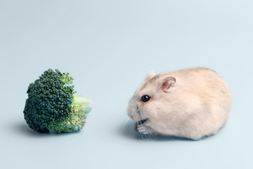 Dwarf furry hamster and broccoli in feeding trough on blue background, side view