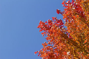 Upward view red leaf texture of maple tree tops in autumn with blue sky background and copy space