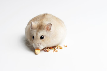 Dwarf furry hamster eating food on white background, front view
