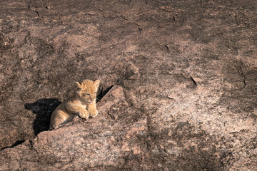 Fototapeta premium Tiny lion cub - part of the Black Rock Pride of lions - stands at the entrance to its den. Image taken in the Maasai Mara, Kenya. 