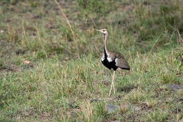 Obraz na płótnie Canvas Black-Bellied Bustard, also known as the Black-Bellied Korhaan walking in the grass, looking to the left. Image taken in the Maasai Mara, Kenya.