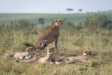 Mother cheetah sitting on a mound surrounded by her young cubs.  Image taken in the Maasai Mara, Kenya. © Lori Labrecque