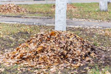 Harvesting dry leaves. A bunch of leaves in the fall. Utilities collect leaves in heaps.