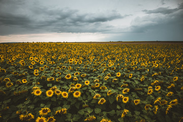 Fototapeta premium field of sunflowers