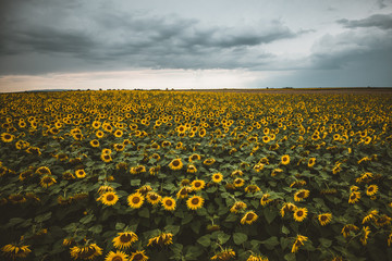 Obraz premium field of sunflowers