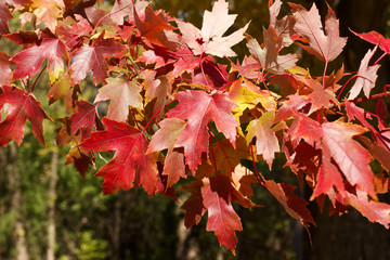 Close up view of bright red autumn color maple leaves on a tree branch on a sunny day