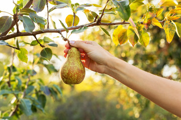 Female hand holds beautiful tasty ripe pear on branch of apple tree in orchard for food or juice,...