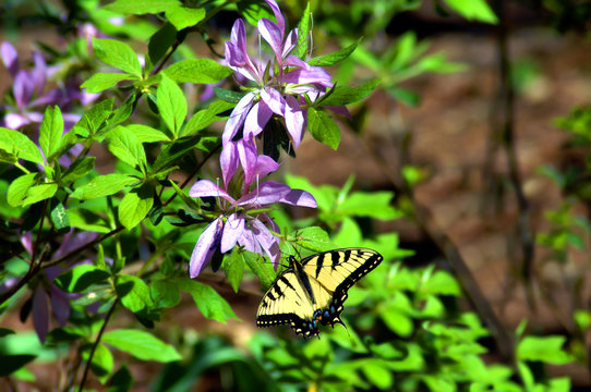 Azalia Loving Tiger Swallowtail